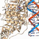 Epigenetica e invecchiamento: cosa ci dice il nuovo atlante della metilazione del DNA