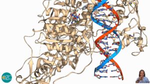 Epigenetica e invecchiamento Valentina zipoli Medicina funzionale