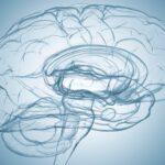 La Corteccia Prefrontale: il Cuore della Nostra Unicità e la Bussola di Ogni Percorso Terapeutico