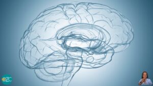 Scopri di più sull'articolo La Corteccia Prefrontale: il Cuore della Nostra Unicità e la Bussola di Ogni Percorso Terapeutico