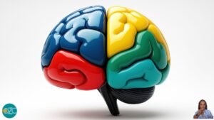 Modello colorato del cervello che rappresenta le diverse aree corticali, inclusa la corteccia prefrontale analizzata con HEG