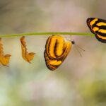 Mindfulness & coaching per la gestione dello stress, delle emozioni e del cambiamento