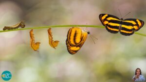 Scopri di più sull'articolo Mindfulness & coaching per la gestione dello stress, delle emozioni e del cambiamento